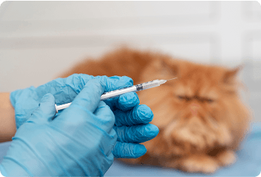 Veterinary Care